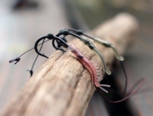 PB Shrimp Aligners